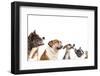 Group of Dogs is Looking Up-Lilun-Framed Photographic Print