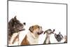 Group of Dogs is Looking Up-Lilun-Mounted Photographic Print