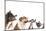 Group of Dogs is Looking Up-Lilun-Mounted Photographic Print