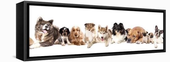 Group of Dogs-Lilun-Framed Stretched Canvas