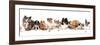 Group of Dogs-Lilun-Framed Photographic Print