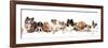 Group of Dogs-Lilun-Framed Photographic Print