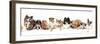 Group of Dogs-Lilun-Framed Photographic Print