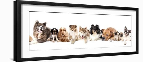 Group of Dogs-Lilun-Framed Photographic Print