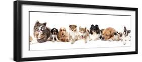 Group of Dogs-Lilun-Framed Photographic Print