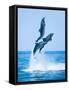 Group of Dolphins Jumping on the Water - Beautiful Seascape and Blue Sky-muratart-Framed Stretched Canvas