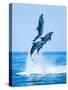 Group of Dolphins Jumping on the Water - Beautiful Seascape and Blue Sky-muratart-Stretched Canvas