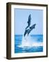 Group of Dolphins Jumping on the Water - Beautiful Seascape and Blue Sky-muratart-Framed Photographic Print