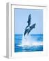 Group of Dolphins Jumping on the Water - Beautiful Seascape and Blue Sky-muratart-Framed Photographic Print