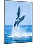 Group of Dolphins Jumping on the Water - Beautiful Seascape and Blue Sky-muratart-Mounted Photographic Print