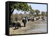 Group of Elephants After Mud Bath, Hwange National Park, Zimbabwe, Africa-null-Framed Stretched Canvas