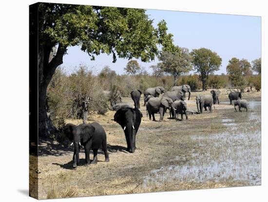 Group of Elephants After Mud Bath, Hwange National Park, Zimbabwe, Africa-null-Stretched Canvas