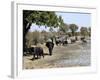 Group of Elephants After Mud Bath, Hwange National Park, Zimbabwe, Africa-null-Framed Photographic Print