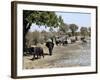 Group of Elephants After Mud Bath, Hwange National Park, Zimbabwe, Africa-null-Framed Photographic Print