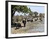 Group of Elephants After Mud Bath, Hwange National Park, Zimbabwe, Africa-null-Framed Photographic Print