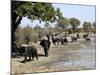 Group of Elephants After Mud Bath, Hwange National Park, Zimbabwe, Africa-null-Mounted Photographic Print