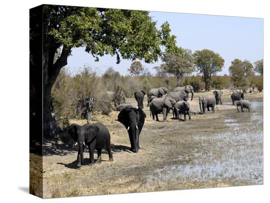 Stretched Canvas Print, , large