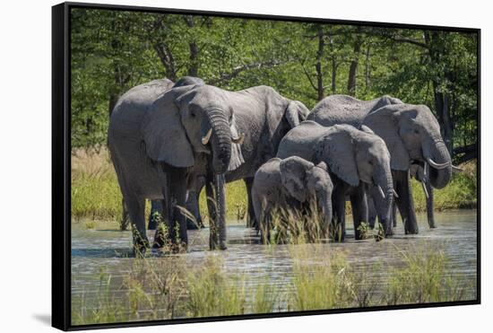 Group of Elephants Drinking at Water Hole-Nick Dale-Framed Stretched Canvas