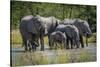 Group of Elephants Drinking at Water Hole-Nick Dale-Stretched Canvas