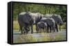 Group of Elephants Drinking at Water Hole-Nick Dale-Framed Stretched Canvas