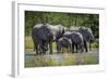 Group of Elephants Drinking at Water Hole-Nick Dale-Framed Photographic Print