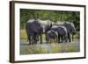 Group of Elephants Drinking at Water Hole-Nick Dale-Framed Photographic Print