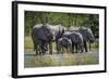 Group of Elephants Drinking at Water Hole-Nick Dale-Framed Photographic Print