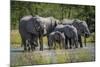 Group of Elephants Drinking at Water Hole-Nick Dale-Mounted Photographic Print