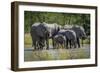 Group of Elephants Drinking at Water Hole-Nick Dale-Framed Photographic Print