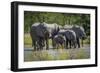 Group of Elephants Drinking at Water Hole-Nick Dale-Framed Photographic Print