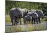 Group of Elephants Drinking at Water Hole-Nick Dale-Mounted Photographic Print