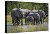 Group of Elephants Drinking at Water Hole-Nick Dale-Stretched Canvas