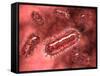 Group of Escherichia Coli Bacteria Cells, known as E. Coli-null-Framed Stretched Canvas