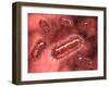 Group of Escherichia Coli Bacteria Cells, known as E. Coli-null-Framed Art Print