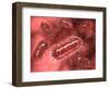 Group of Escherichia Coli Bacteria Cells, known as E. Coli-null-Framed Art Print