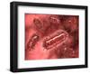 Group of Escherichia Coli Bacteria Cells, known as E. Coli-null-Framed Art Print