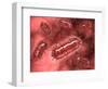 Group of Escherichia Coli Bacteria Cells, known as E. Coli-null-Framed Art Print