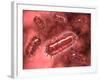 Group of Escherichia Coli Bacteria Cells, known as E. Coli-null-Framed Art Print