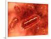 Group of Escherichia Coli Bacteria Cells, known as E. Coli-null-Framed Art Print