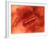 Group of Escherichia Coli Bacteria Cells, known as E. Coli-null-Framed Art Print