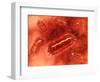 Group of Escherichia Coli Bacteria Cells, known as E. Coli-null-Framed Art Print