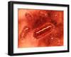 Group of Escherichia Coli Bacteria Cells, known as E. Coli-null-Framed Art Print