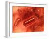 Group of Escherichia Coli Bacteria Cells, known as E. Coli-null-Framed Art Print