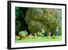 Group of Farmers Harvesting A Giant Cauliflower.-Kirill_M-Framed Photographic Print