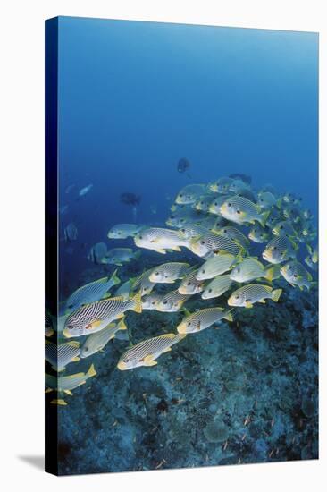 Group of Fish Swimming in Sea-Michele Westmorland-Stretched Canvas