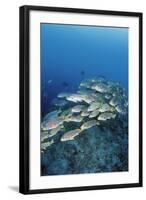 Group of Fish Swimming in Sea-Michele Westmorland-Framed Photographic Print