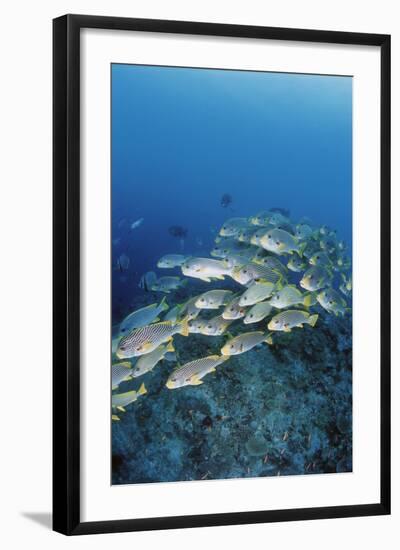 Group of Fish Swimming in Sea-Michele Westmorland-Framed Photographic Print