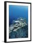 Group of Fish Swimming in Sea-Michele Westmorland-Framed Photographic Print