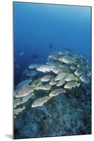 Group of Fish Swimming in Sea-Michele Westmorland-Mounted Photographic Print