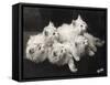 Group of Five Adorable White Fluffy Chinchilla Kittens Lying in a Heap Looking up at Their Owner-Thomas Fall-Framed Stretched Canvas